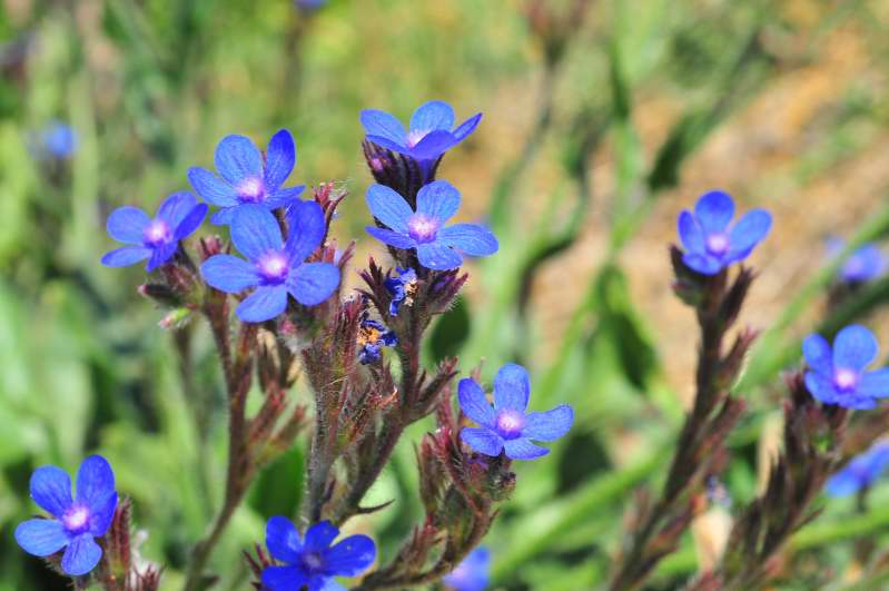 Boraginacea - Anchusa azurea